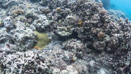 scuba diving in Moalboal Ocean