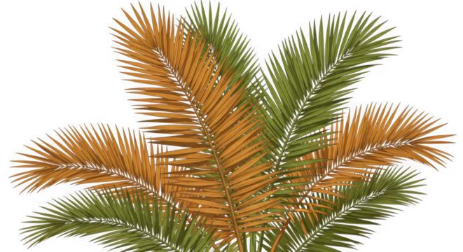 Close up of palm fronds in green and brown against a transparent background view - Powered by Adobe
