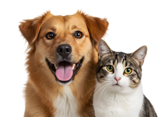 Isolated Portrait of Dog And Cat Best Friends With Transparent Background