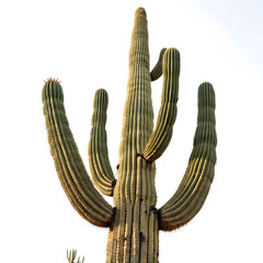 Saguaro Cactus with Multiple Arms Against White Background