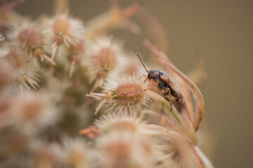 Wilde Möhre mit Insekt