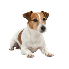 Obraz premium Portrait of a Cute Jack Russell Terrier on Transparent Background