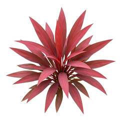 Vibrant Red Cordyline Plant: Top-Down View