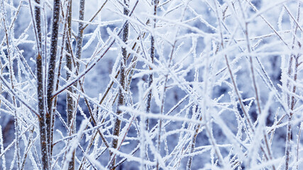 Winter branches trees snow covered, white blue color nature, detailed close-up frost branches with...