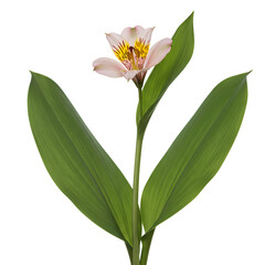 Obraz premium Stunning Alstroemeria Flower: Close-up Botanical Photography