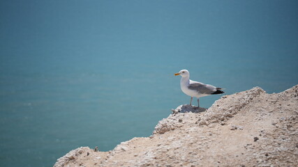 Seagull, Eastbourne, UK