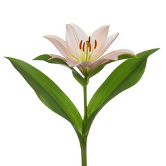 Obraz premium Pink Asiatic Lily Flower: Close-up Bloom Photography