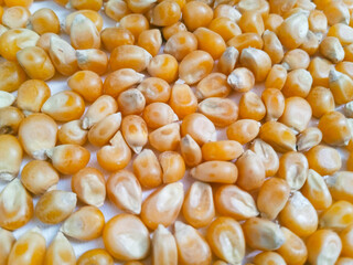 Yellow grain corn isolated on white background, for popcorn.