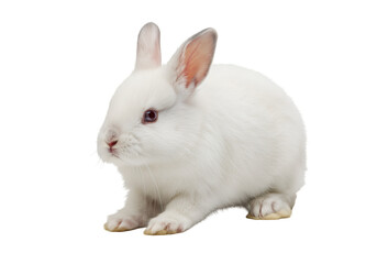 Obraz premium Isolated Portrait of White Bunny Rabbit Pet Mammal On Transparent Background