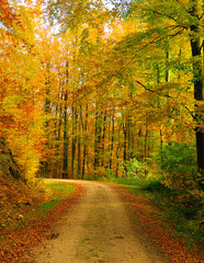 Fototapeta premium Landscape of autumnal forest.
