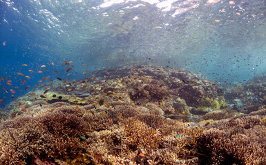 Scuba Diving in the Komodo Indonesian Sea