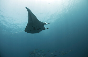 Scuba Diving in the Komodo Indonesian Sea