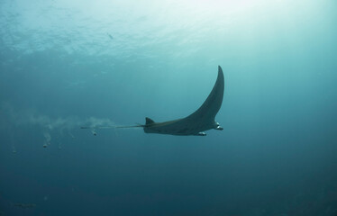 Scuba Diving in the Komodo Indonesian Sea