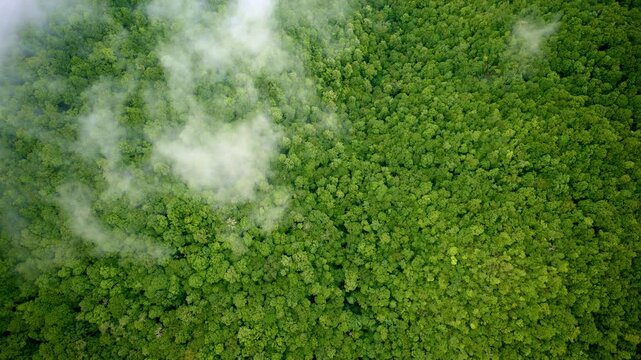 Aerial footage revealing the Great Smokies swallowed in morning fog.