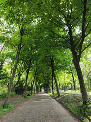 City park in Rotterdam in the spring
