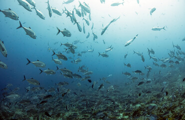 Scuba Diving in the Komodo Indonesian Sea