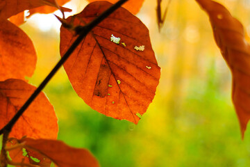 Autumn leaves as a natural background.