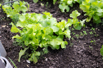 Fresh green lettuce in lush garden bed with fertile soil and young dill plants