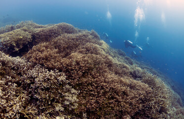 Scuba Diving in the Komodo Indonesian Sea