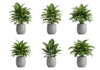 Fototapeta premium Isolated Potted Green Plants Transparent Background Decoration Arrangement