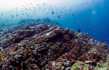 Scuba Diving in the Komodo Indonesian Sea