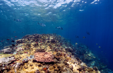 Scuba Diving in the Komodo Indonesian Sea