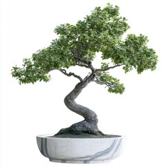 Elegant bonsai tree in decorative pot.