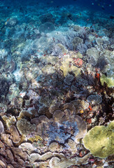 Scuba Diving in the Komodo Indonesian Sea