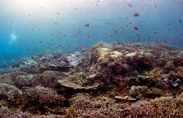 Scuba Diving in the Komodo Indonesian Sea