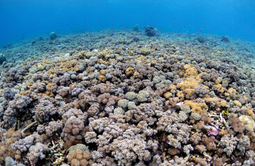 Scuba Diving in the Komodo Indonesian Sea