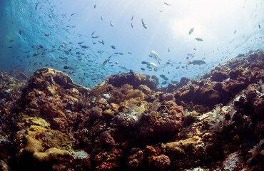 Scuba Diving in the Komodo Indonesian Sea