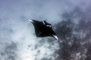 Scuba Diving in the Komodo Indonesian Sea