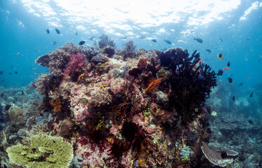 Scuba Diving in the Komodo Indonesian Sea