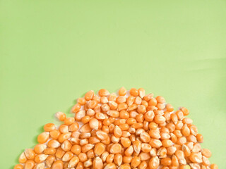 Yellow grain corn isolated on green background, for popcorn.