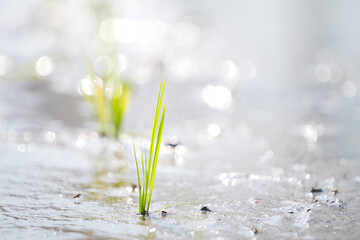 green rice paddy field during the summer