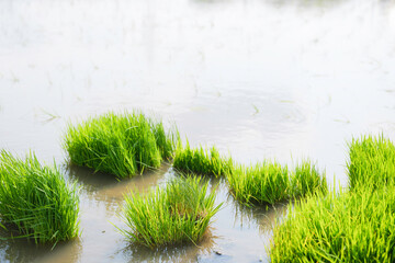 green rice paddy field during the summer