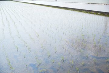 green rice paddy field during the summer