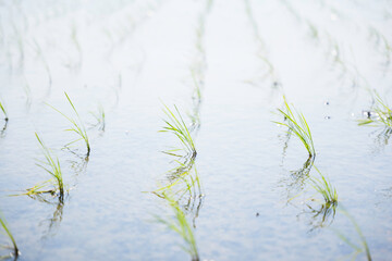 green rice paddy field during the summer