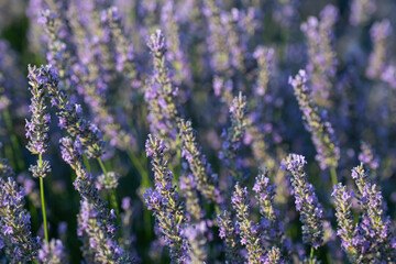 Obraz premium A close-up of a lavender field blooming with dense clusters of purple flowers on green stems.