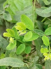 Detailed view of lush green leaves showcasing intricate textures and vibrant foliage in daylight.