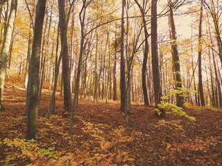Autumn in forest. Beauty of nature