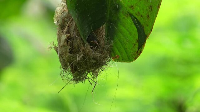 Little Spiderhunter's nest, ingeniously constructed and hanging from the underside of a large banana leaf, for concealment and protection