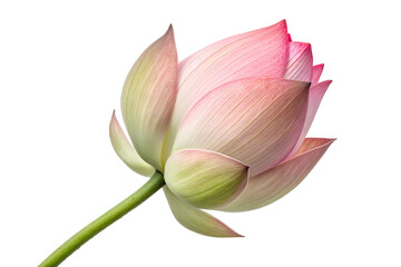 Pink Lotus Flower Bud &ndash; Elegant Blooming Sacred Water Plant on White