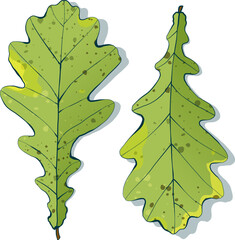 Hand-drawn green oak leaves on white background. Flat style textured vector illustration.