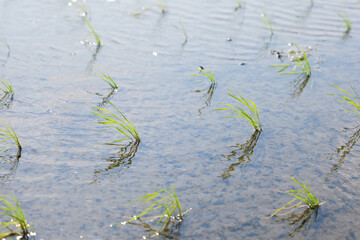 green rice paddy field during the summer