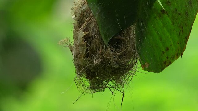 hanging nest, Little Spiderhunter, cleverly suspended from a large green leaf, possibly a banana leaf