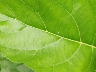Detailed view of lush green leaves showcasing intricate textures and vibrant foliage in daylight.