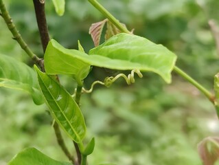 Detailed view of lush green leaves showcasing intricate textures and vibrant foliage in daylight.