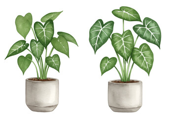 Fototapeta premium Illustration of Watercolor Houseplant in Green and Pots on Transparent