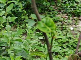 Detailed view of lush green leaves showcasing intricate textures and vibrant foliage in daylight.